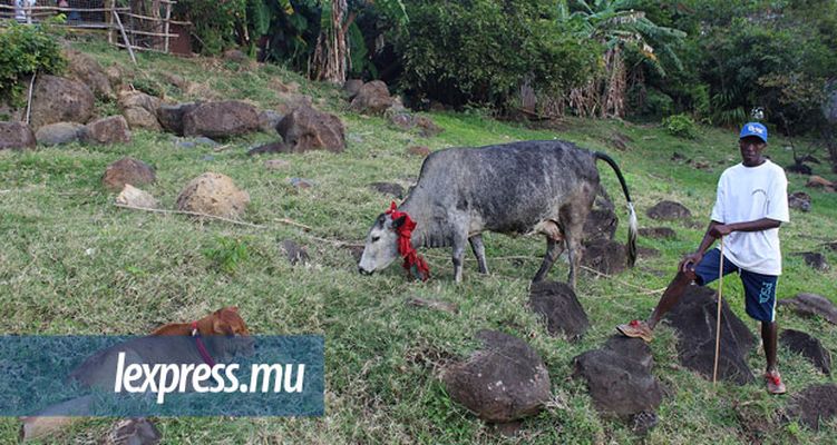  Les éleveurs rodriguais obtiennent la même compensation que les Mauriciens 