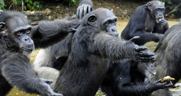 Les chimpanzés préfèrent coopérer que d'être en compétition