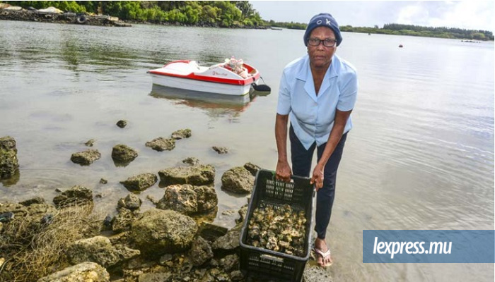 Poste-de-flacq: la pêche aux huîtres pour Rosemay Latiou, un art de vivre