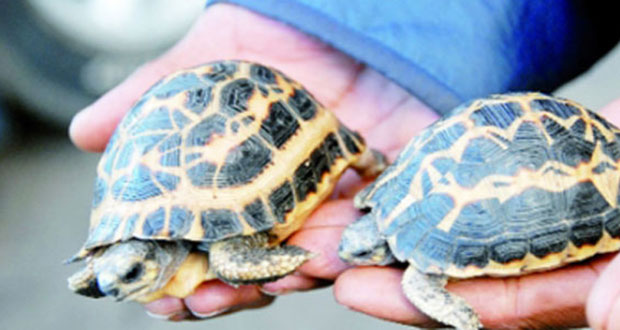 En moins de 48 heures: deux tortues radiata volées à l’Abri de Nuit retrouvées