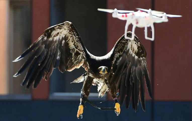 Aigles contre drones: les nouvelles recrues de la police néerlandaise