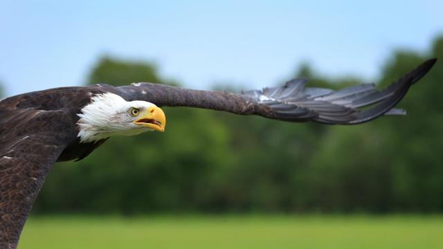 Pays-Bas : la police adopte des aigles pour capturer les drones