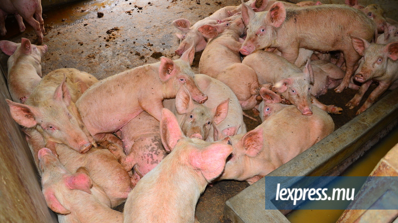 Fièvre aphteuse: des porcs de La Chaumière abattus ce mardi