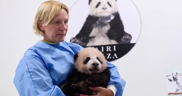 «Je m'appelle Tian Bao»: le premier bébé panda de Belgique a un nom