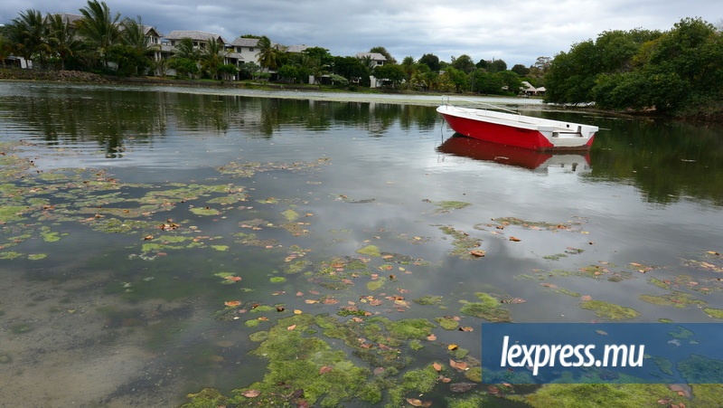 Tamarin: les villageois remontés contre la prolifération d’algues