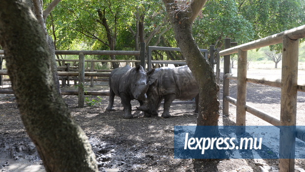 Journée mondiale des rhinocéros: Benji et Ella en vedette au Casela