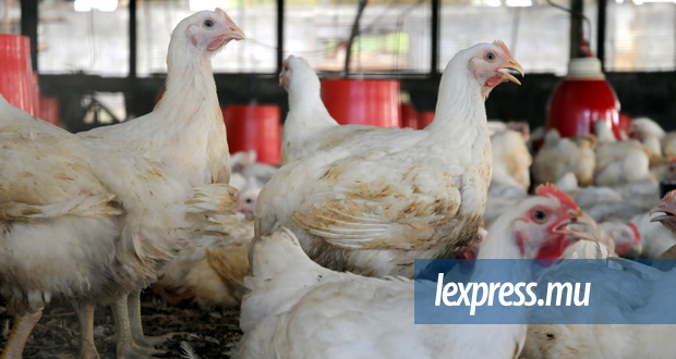 Salmonellose: la vente de poulet frais en chute libre