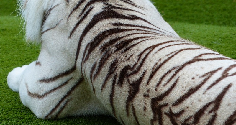 Indonésie: saisie de peaux de tigre et d'écailles de pangolins
