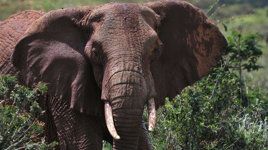 Kenya: un touriste belge tué par un éléphant