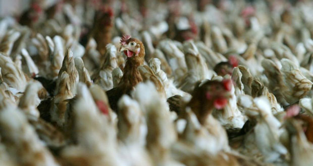 Cas de grippe aviaire au Japon, abattage de plus de 330 000 poulets et canards d'élevage