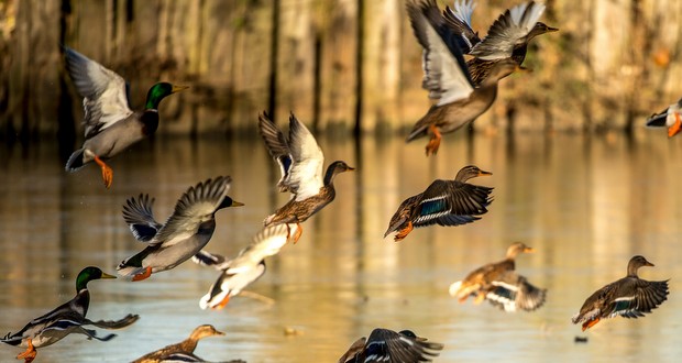 Une flambée de grippe aviaire liée aux oiseaux migrateurs (OIE)