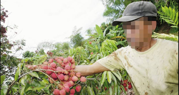 La Réunion: un agriculteur arrêté pour avoir exploité des ouvriers mauriciens