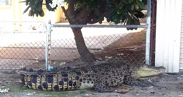 Un Australien tué par un crocodile en traversant à gué une rivière