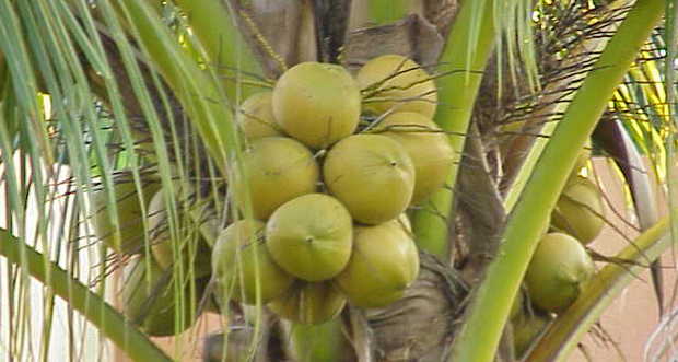 Lallmatie: quatre personnes arrêtées pour le vol de 9 000 noix de coco
