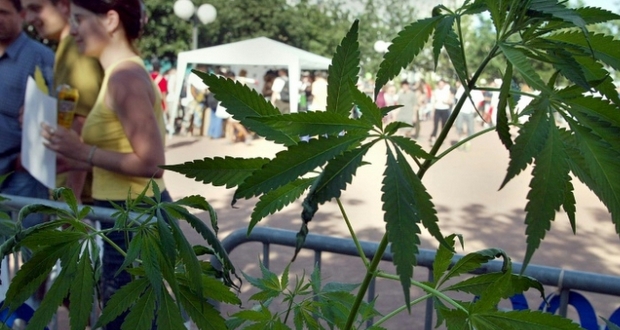 Israël: vers une dépénalisation de la consommation de cannabis 