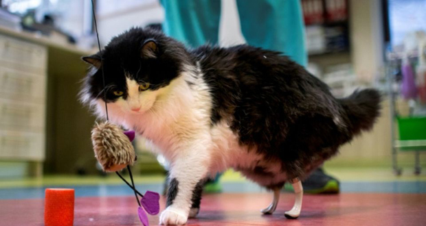 En Bulgarie, un chat «bionique» doté de pattes artificielles