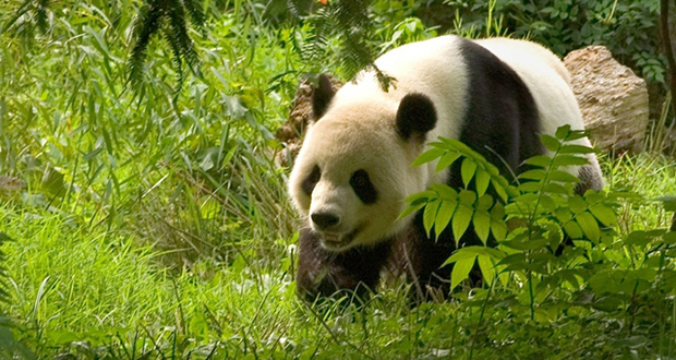Espoirs de bébé panda géant à Tokyo après un rare accouplement