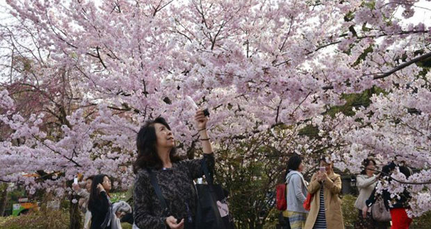 Le festival culturel des cerisiers en fleurs d'Hangzhou se déroule sur le site patrimonial néolithique de 4000 ans de la ville