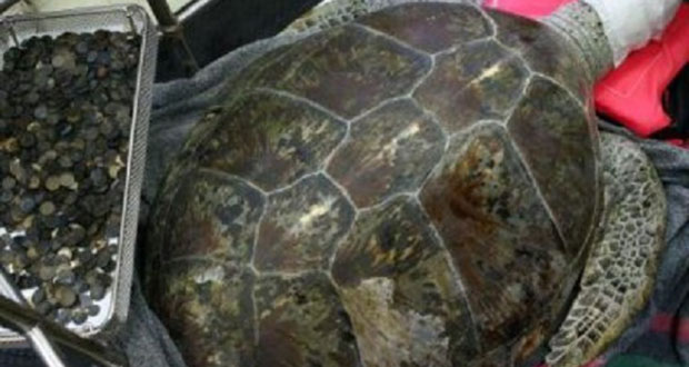 Pas de miracle pour la tortue thaïlandaise «Tirelire»