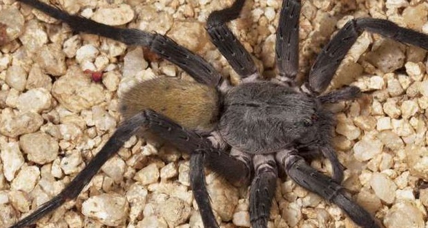 Mexique: découverte d'une nouvelle espèce d'araignée de grande taille