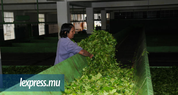 Agro-Industrie: la main-d’œuvre étrangère  réclamée pour le secteur théier
