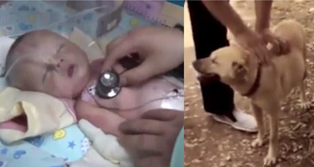 Chine: un chien sauve un bébé enterré vivant