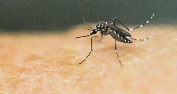 L'Inde confirme ses premiers cas de Zika (OMS)