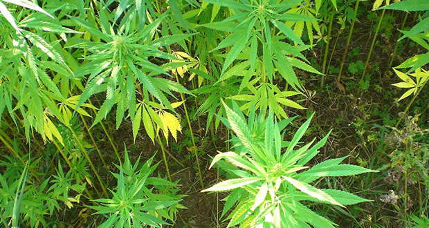 72 plants de cannabis déracinés ce week-end
