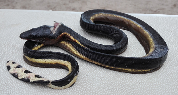 Un «serpent de mer» découvert à Blue-Bay
