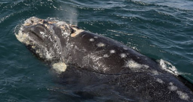 Le Canada cherche à sauver les baleines franches