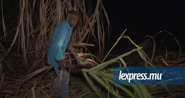 [Vidéo] Disparition: Les métiers de la canne «dan karo»