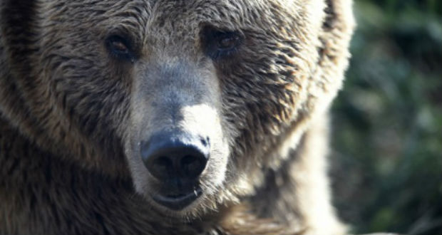 Une ourse, qui avait blessé un promeneur, abattue en Italie 