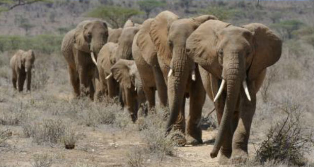 Les éléphants se font noctambules pour échapper aux braconniers