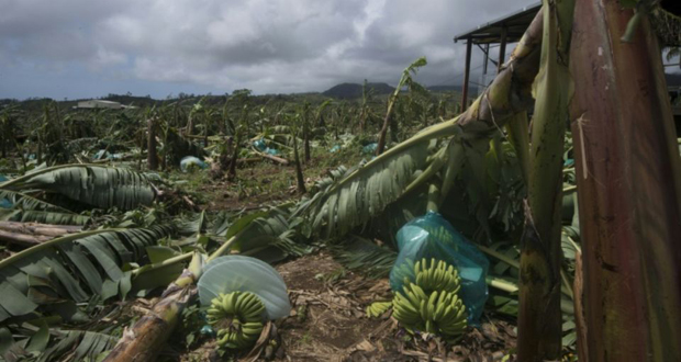 Ouragan Maria: les bananiers de Guadeloupe et de Martinique mis à terre