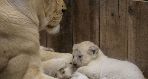 Quatre lionceaux blancs sont nés au zoo d’Amnéville