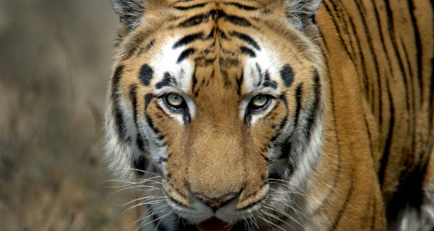 Inde: une tigresse "mangeuse d'hommes" meurt électrocutée