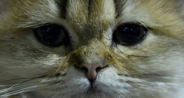 Japon: un chat errant peut-être à l’origine d’une tentative de meurtre