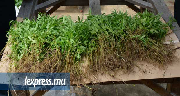 Cannabis: 174 plants déracinés à travers le pays en une journée