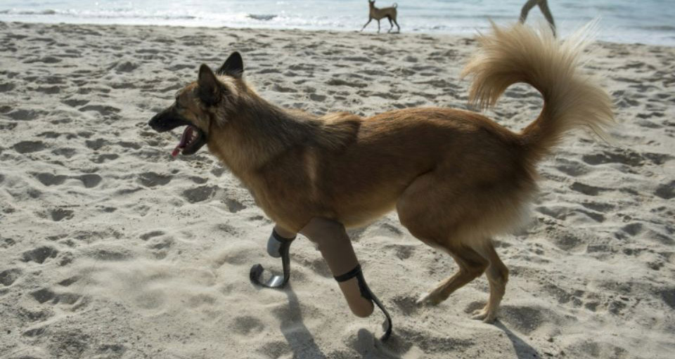 En Thaïlande, un chien équipé de prothèses à la Pistorius