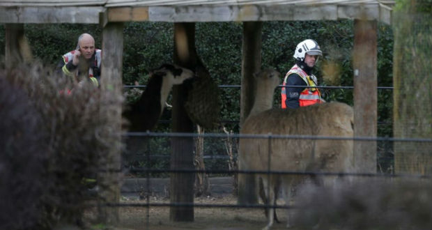 Un animal meurt dans un incendie au zoo de Londres