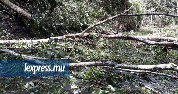 Post-Berguitta: des arbres déracinés gênent le trafic routier à Chamarel