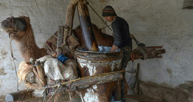 Du sésame et un chameau: une huile précieuse coule à Mazar-i-Sharif