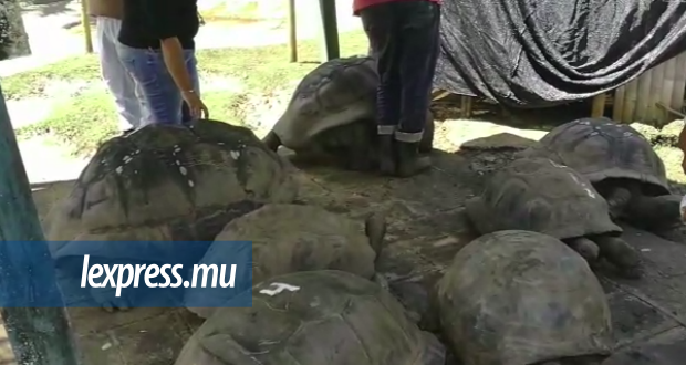 Jardin de Pamplemousses: décès d’une tortue plus que centenaire