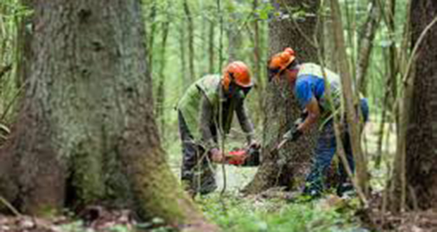 La Pologne a enfreint la loi en ordonnant des coupes dans la forêt de Bialowieza 