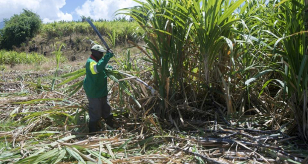 En Guadeloupe, la canne à sucre cherche un nouvel élan