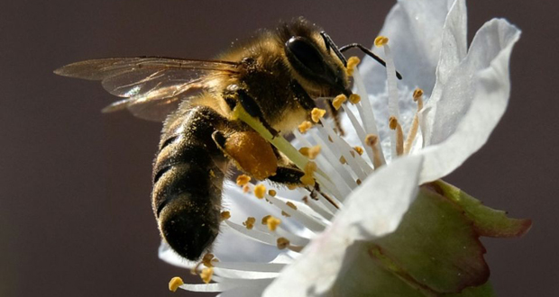 Pesticides: l’UE bannit des néonicotinoïdes pour sauver les abeilles