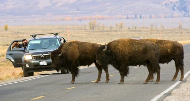 Etats-Unis: une femme encornée par un bison à Yellowstone