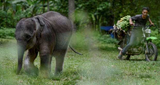 Thaïlande: un homme piétiné à mort par cinq éléphants sauvages