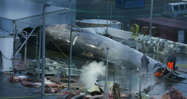 Pas de baleine bleue: le cétacé harponné en Islande était un hybride
