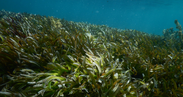 Écosystème marin: les herbiers ce pilier de nos lagons